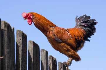 cock on the fence