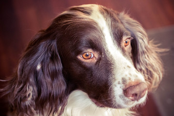 springer spaniel portrait with focus on nose, brown background