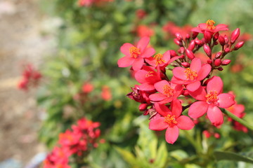 red flowers in the garden