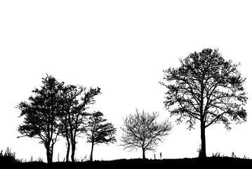 Trees in the forest. landscape. Vector.