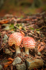 Orange mushrooms in a mountain forest. Red Amanita muscaria in autumn.