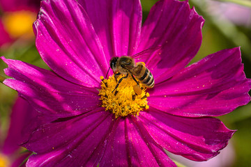 Close up of a bee collecting nectar on a cosmos