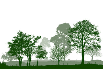 Trees in the forest. landscape. Vector.