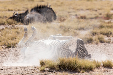 Fototapeta na wymiar zebra playing on the ground