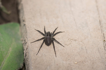 black spider