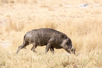 Wildpork covered by mud in Namibia