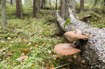 Piptoporus betulinus