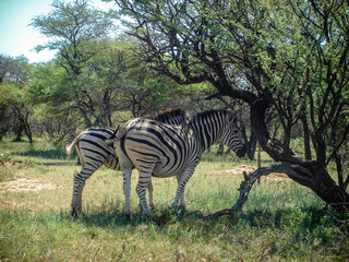Fototapeta na wymiar Zebras stands in shade on a hot day South Africa