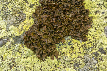 Foliose lichen Umbilicaria deusta.