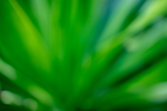 abstrac natural green blurred soft bokeh background.