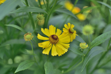 Yellow flowers of Helenium Autumn in the garden