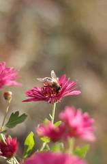 Bee on a aster flower