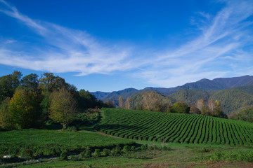 Fototapeta premium tea plantation. autumn landscape