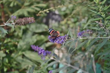 Butterfly Admiral on the flower of Buddley David