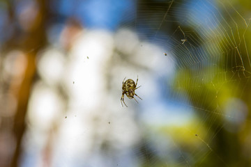 Close-up spider in web on the forest (Araneus diadematus)