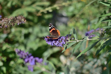 Fototapeta premium Butterfly Admiral on the flower of Buddley David