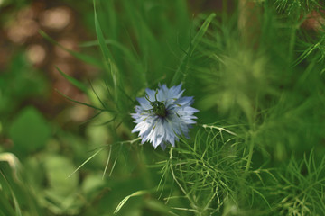 Cornflower Flower in the Grass