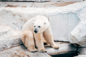 lazy polar bear resting at zoo