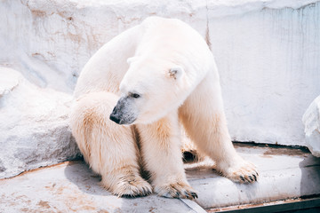 lazy polar bear resting at zoo