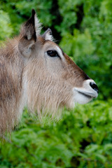 gnu ritratto profilo