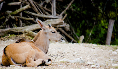 antilope in relax