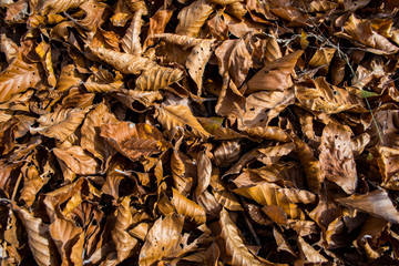 Fallen autumn leaves ideal for background