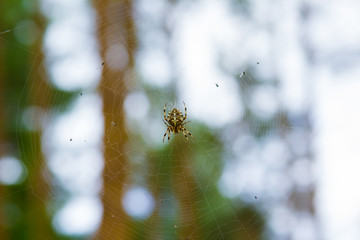 Spider in web on the forest. Araneus diadematus