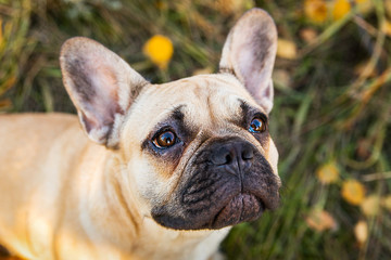 Portrait of a French bulldog of fawn color against the background of autumn leaves and grass