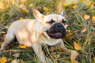 Portrait of a French bulldog of fawn color against the background of autumn leaves and grass