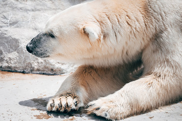 lazy polar bear resting at zoo
