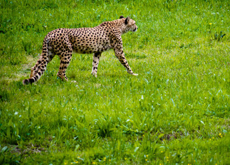 ghepardo in cammino