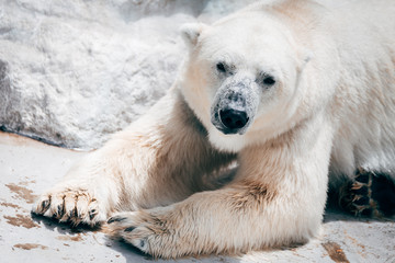 lazy polar bear resting at zoo