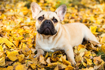 Portrait of a French bulldog of fawn color against the background of autumn leaves and grass