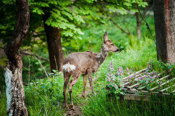 Young deer near the garden