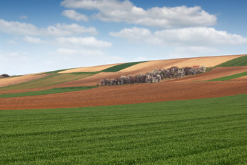 Fototapeta na wymiar green wheat and plowed fields farmland agriculture