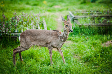 Young deer near the garden