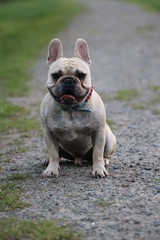 Französische Bulldogge