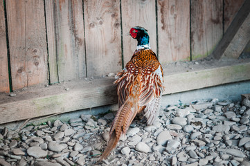 A vibrant male Common Pheasant stands near a weathered wooden fence, showcasing its rich brown and iridescent plumage against a backdrop of rough-hewn planks and stone ground