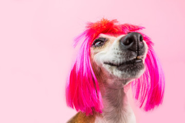 Silly dog portrait in pink wig. Lovely dog face with happy smile. stoned grin