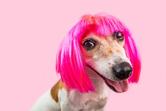 Smiling funky pinky dog Jack Russell terrier face in wig bob with fringe. Pink background. Lovely pet muzzle