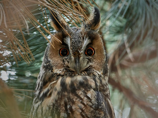 Long-eared owl (Asio otus)