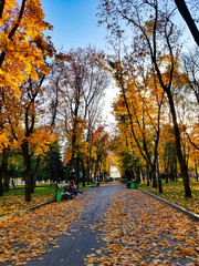 Fototapeta premium autumn in the park