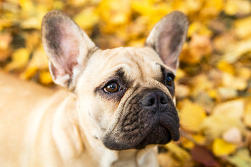 Portrait of a French bulldog of fawn color against the background of autumn leaves and grass