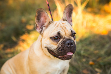 Portrait of a French bulldog of fawn color against the background of autumn leaves and grass