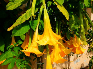 fiore giallo