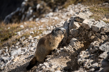 Fluffy alpine citizen