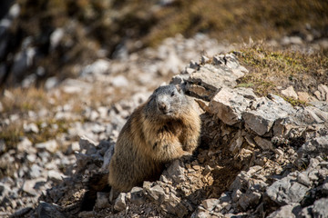 Fluffy alpine citizen