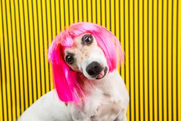 Curious dog face. Adorable fashionable silly dog face. Pink wig and yellow and black background. Funny emotions - obrazy, fototapety, plakaty