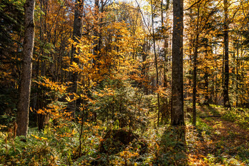 Obraz premium Malowniczy krajobraz pięknego nasłonecznionego lasu jesienią