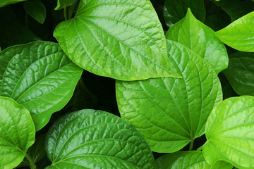 Tropical Fresh Green Leaves Foliage of Edible Plant, Piper sarmentosum, Leafus Leraves
